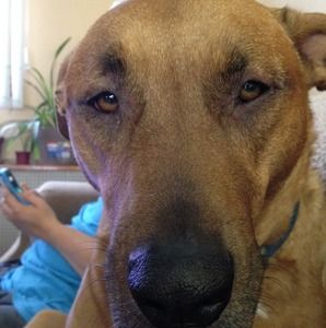 Meet your Posher, Joe